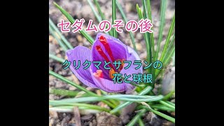 サフランの花　クルクマの球根　セダムのグランドカバーのその後