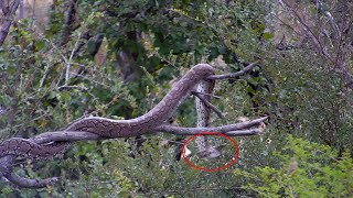 PYTHON KILLS BIRD! Watch it constrict and swallow!