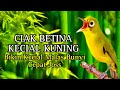 CIAK BETINA KECIAL KUNING AMPUH BIKIN KECIAL MALAS BUNYI CEPAT JOSS GACOR NGOTOT