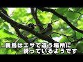 ハクセキレイの幼鳥