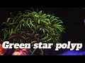 GSP/ GREEN STAR POLYPS/ AQUA VIBEZ #trending #viralvideo #youtubevideo #aquavibez #coral #video