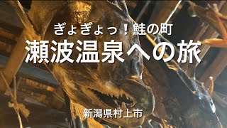 ぎょぎょっ！鮭の町 村上 町屋通り 瀬波温泉 笹川流れ遊覧船 日本海満喫の旅 #Nodocaな時間 10