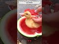 rescue the dying duckling, and then #duckbaby #animals #shorts