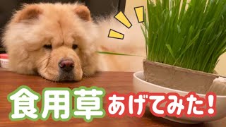 食いしん坊犬に草あげてみた！