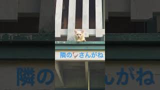 おしゃべり猫ダイナの切実なお願い #cat  #animals #shorts #ねこ動画