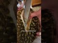 How to open a fresh Durian Fruit? #shorts #short #fruits