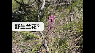 【20380】可能偶遇了野生兰花？一种腐生兰？Dipodium roseum ，双足兰属 //静姐说花558