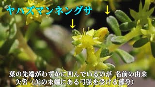 Makino Botanical Garden,  高知県立牧野植物園・強風下の【こんこん山】と【矢筈万年草】等の花々(4k) 高知市