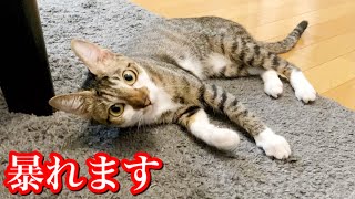 いきなりテンションが上がって大暴れする猫がこちら