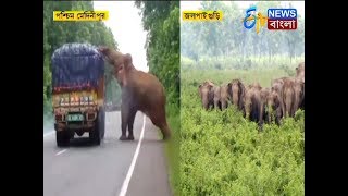 ২ জেলায় হাতির তাণ্ডবে আতঙ্ক