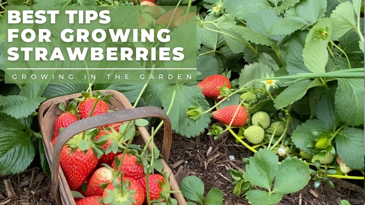 HOW To PLANT And GROW STRAWBERRIES, Plus TIPS For Growing Strawberries ...