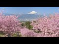 4k 早春の富士山と河津桜 mt. fuji and cherry blossoms in february shot on bmpcc6k