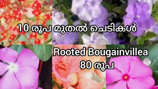 10 രൂപ മുതൽ rooted plants.. @villagelife74