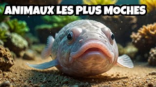 Les animaux les plus moches du monde