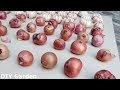 Brilliant idea  How to grow Onions & Garlic in Styrofoam Box for beginners