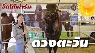 ช่วงโชว์พ่อพันธุ์ดังEP14 “ดวงตะวัน” จิ๊กโก๋ฟาร์ม