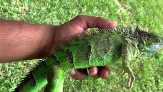 Iguana people- how to catch big iguana!