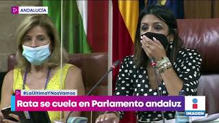 Rata se cuela en el Parlamento de Andalucía y desata caos | Noticias con Yuriria Sierra