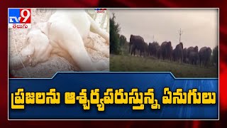 ఏనుగులకు గ్రాహక శక్తి ఉంటుందా..? : చిత్తూరు జిల్లాలో ఆశ్చర్యకర ఘటన - TV9