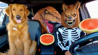 Wolf Surprises T-Rex & Puppy with Car Ride Chase