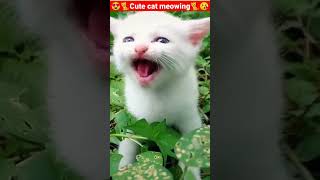 Cat Meowing🌹🐈🐈🌹|Cat Sound| Cute Cat Videos #shorts #cat #cats #dog #puppy #catlover #catfunnyshorts