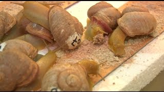 AS Biology and entrepreneurship to make snail farming an economic alternative