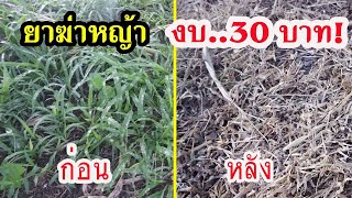 7 วันตายเรียบ สูตรกำจัดหญ้าทุกชนิด/ ยาฆ่าหญ้า สูตรปลอดสารพิษ /ผู้พัน ขาประจำ/