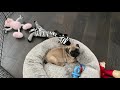 bowser the pug reviews midwest exercise pen from amazon play pen setup