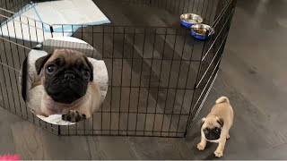 Bowser The Pug Reviews Midwest Exercise Pen From Amazon + Play Pen Setup