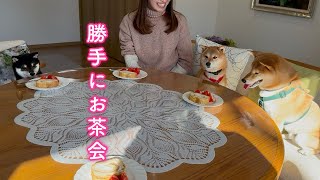 人間より先に着席しお茶会を始めた柴犬たちが可愛すぎました