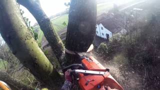 Felling and Dismantling Compilation Arborist Tom Organ