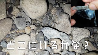 【採集方法】夜のカワラバッタ探しは楽勝だった Japanese Stone Grasshopper endemic to Japan!!