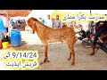 madrasa Bakra mandi update | makhi chena breeder bakre | Qurbani 2025 | gillani goat farm