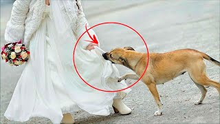 На свадьбе никто не знал, что она скрывала под платьем, но собака заметила вовремя.