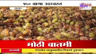 Unseasonal rainfall destroy Grape in Satara