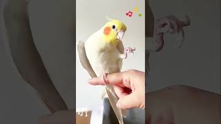 Adorable Cockatiel Pete serenading with Dancing foot 🥰🎶🦜 #cockatielscraze #birdsinging