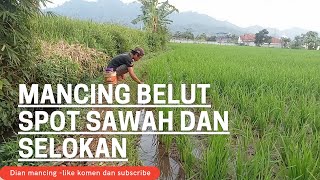 Mancing belut⁉️ di spot sawah dan selokan belut ganas ganas#@Dianmancing-f2u