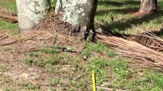 Black Racer snake encounters a tape measure