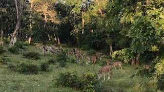 Nagara Hole Safari | From Dammanakatte Safari Centre  | Mysore - Manandavadi Road.