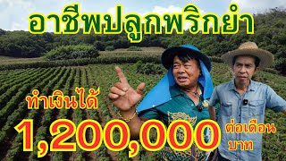 อาชีพปลูกพริกยำหยกขาว ทำเงินได้ 1,200,000 บาทต่อเดือน #ปลูกพริกพริกยำหยกขาว #ปลูกพริกมันเงินล้าน