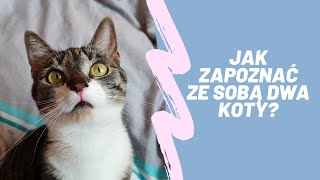 Jak wprowadzić drugiego kota do domu? Co zrobić żeby koty się zaakceptowały?