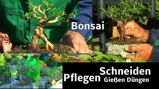 Düngen Gießen Bonsai schneiden und gestalten die Vielfalt der Bonsai