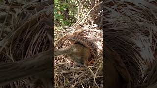 Common babbler bird babies (P 52) #shorts #ytshorts #trendingshorts #short