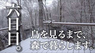 水曜どうでしょうハウスで野鳥観察の刑。六日目。四月の雪とコガラ。