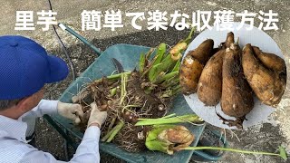 田舎暮らしの日常　里芋の簡単で楽な収穫方法などお話しします　飛騨の山奥での生活