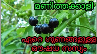 മണിത്തക്കാളിയുടെ ഗുണങ്ങൾ | Liver problems | heart problems etc,..|