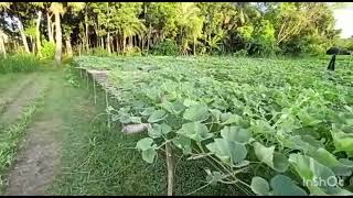 বাংলাদেশের কৃষক নানা ধরনের ফসল ফলান, সেগুলির মধ্যে একটি।