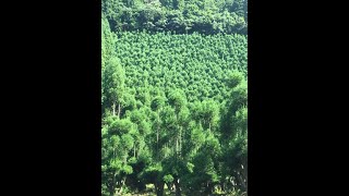 Kitayama Cedars  北山杉  Forest Industry of Kyoto（英語字幕付き）with English Subtitle