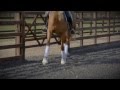 Rob Waine Dressage - ProHorseFilms