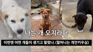 시골개 처우개선 | 사고 팔리는 시골개들의 운명